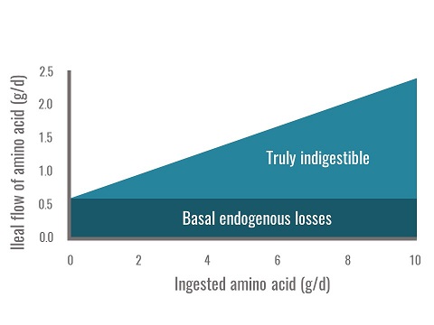 Effect of the quantity of ingested amino acid on the ileal flow of amino acids
